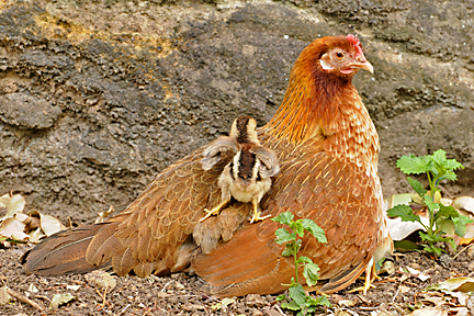TEN LESSONS I LEARNED FROM THE HEN