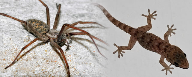 STOP KILLING SPIDERS AND WALL-GECKOS. THEY ARE NOT YOUR ENEMIES.