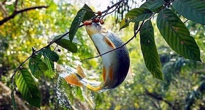 IF A FISH CAN HIT THE TARGET, SO SHOULD YOU! – By Bola Adewara
